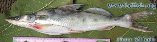 Sperata aor Longwhiskered catfish Sperata aor Hamilton 1822 BdFISH Feature