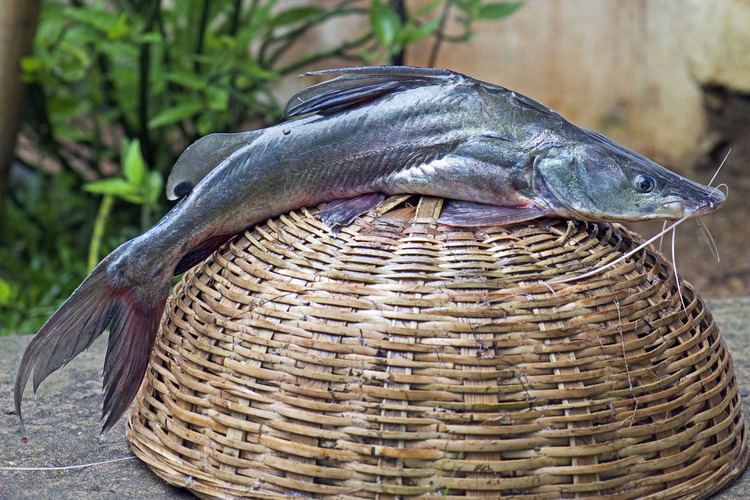 Sperata aor Makunda Fish15 Sperata aor Longwhiskered Catfish Locat Flickr