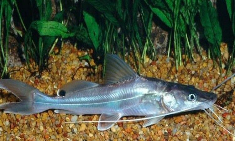 Sperata aor Long whiskered catfish Bengali Sperata aor YouTube