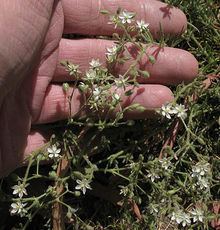 Spergularia villosa httpsuploadwikimediaorgwikipediacommonsthu