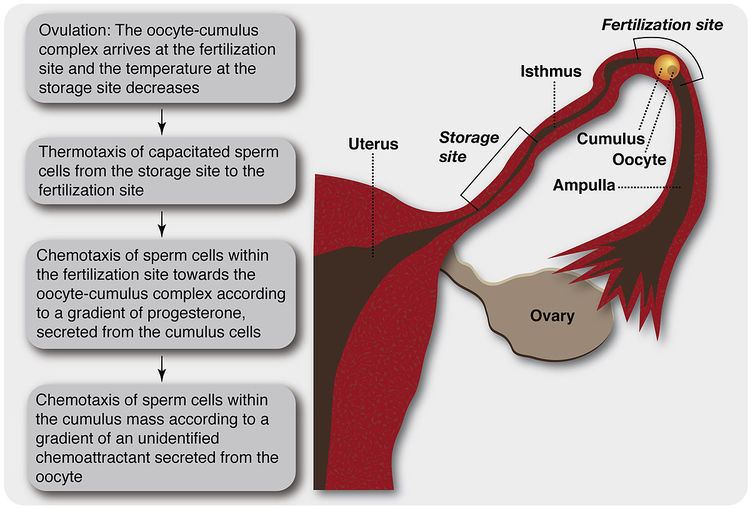 Sperm guidance