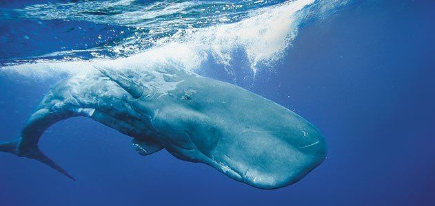 Sperm whale The Sperm Whale39s Deadly Call Science Smithsonian