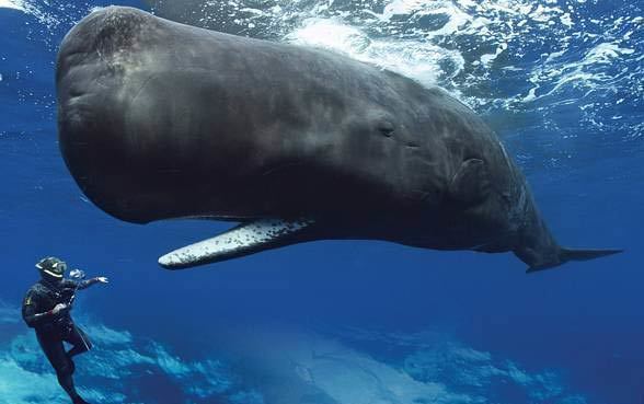 Sperm whale Sperm Whale Facts History Useful Information and Amazing Pictures
