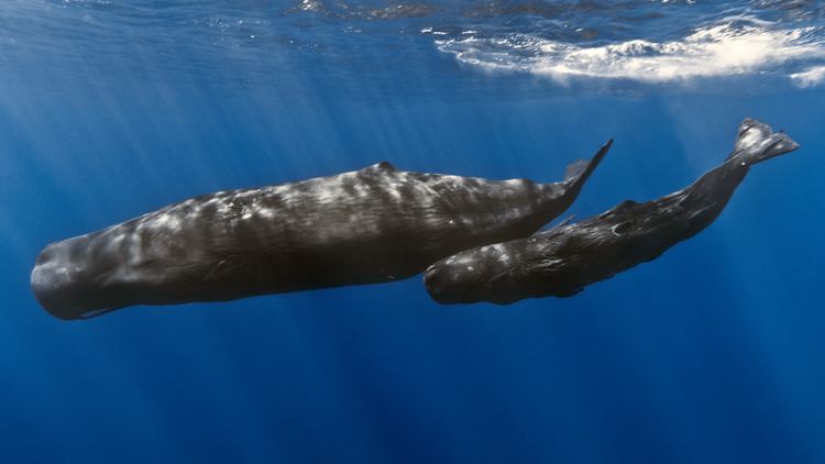 Sperm whale Sperm whale Wikipedia