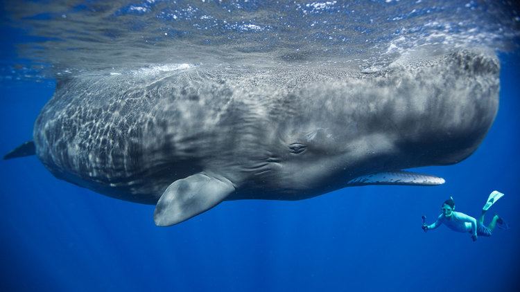 Sperm whale Sperm Whale Holidays amp Whale Watching Natural World Safaris