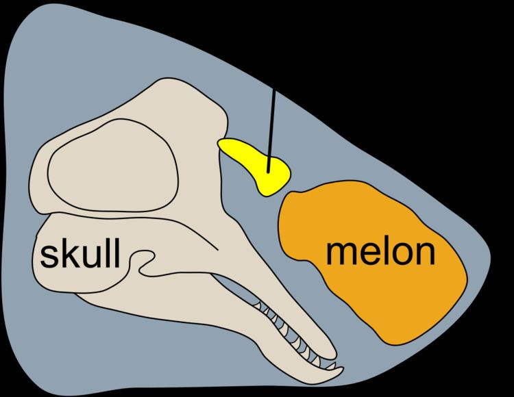 Spermaceti organ