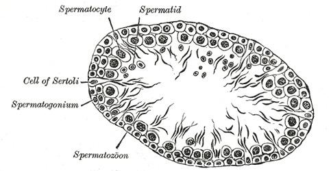 Spermatidogenesis