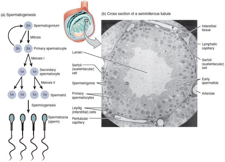 Spermatocyte