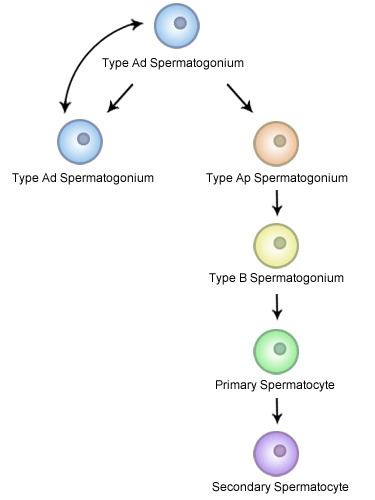 Spermatogonial stem cells