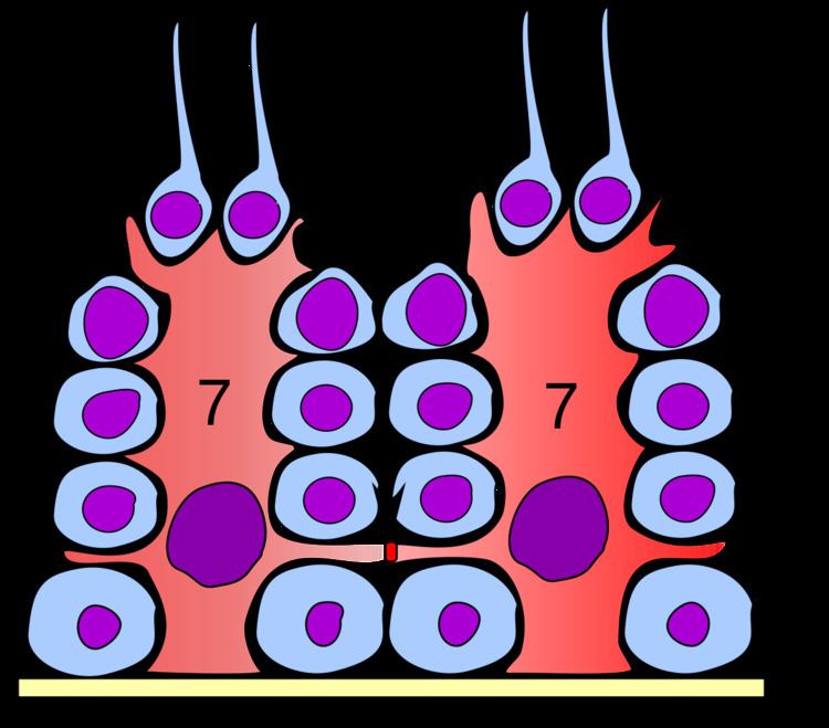 Spermatogonium