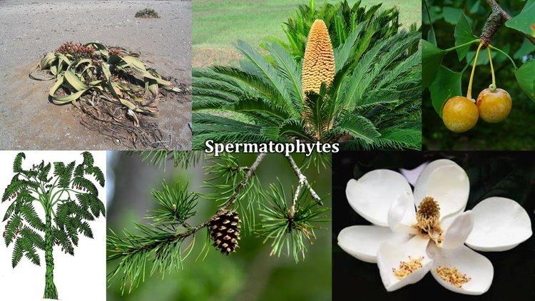Spermatophyte Seed Plants Plant Evolution amp Paleobotany