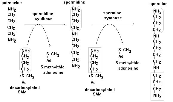 Spermine Spermidine and spermine synthesis Polyamines nonprotein amino