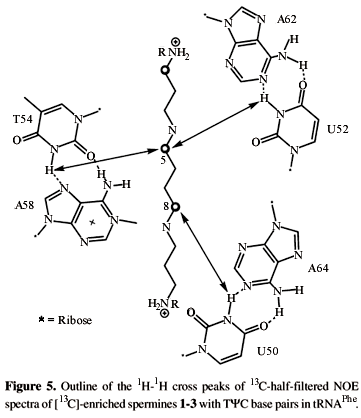 Spermine Regioselective binding of spermine NN12bismethylspermine and N