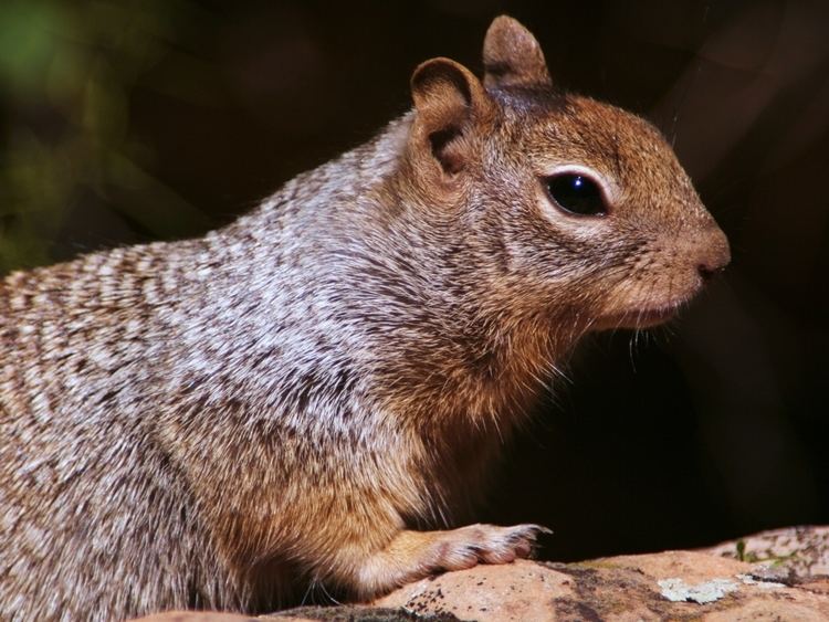 Spermophilus Rock squirrel Wikipedia