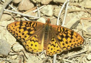 Speyeria zerene Threatened and Endangered Insect Abstracts