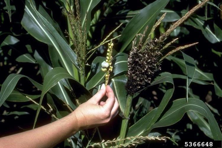 Sphacelotheca reiliana head smut Sphacelotheca reiliana in Southern Plant Diagnostic Network