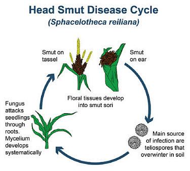 Sphacelotheca reiliana Head Smut in Corn Sphacelotheca reiliana