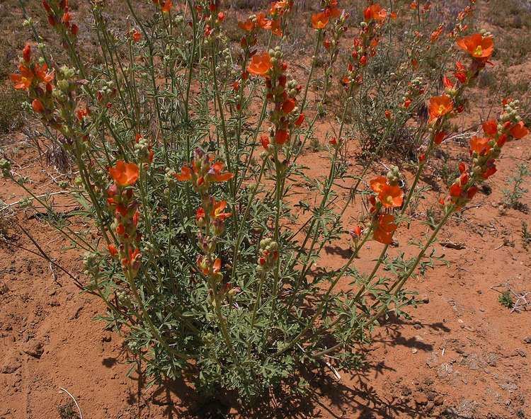 Sphaeralcea Sphaeralcea