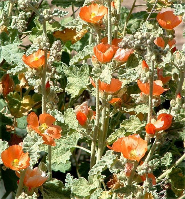 Sphaeralcea Sphaeralcea ambigua Desert Mallow