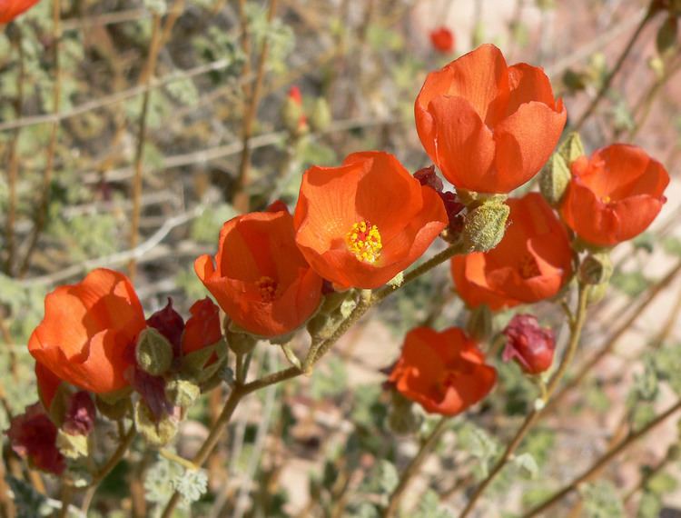 Sphaeralcea Sphaeralcea ambigua Wikimedia Commons