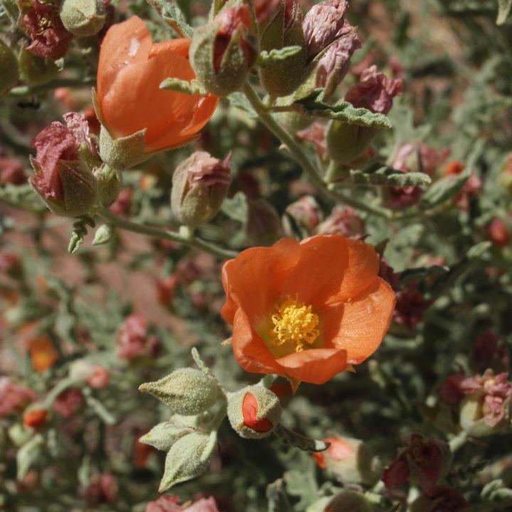 Sphaeralcea SEINet Arizona Chapter Sphaeralcea hastulata