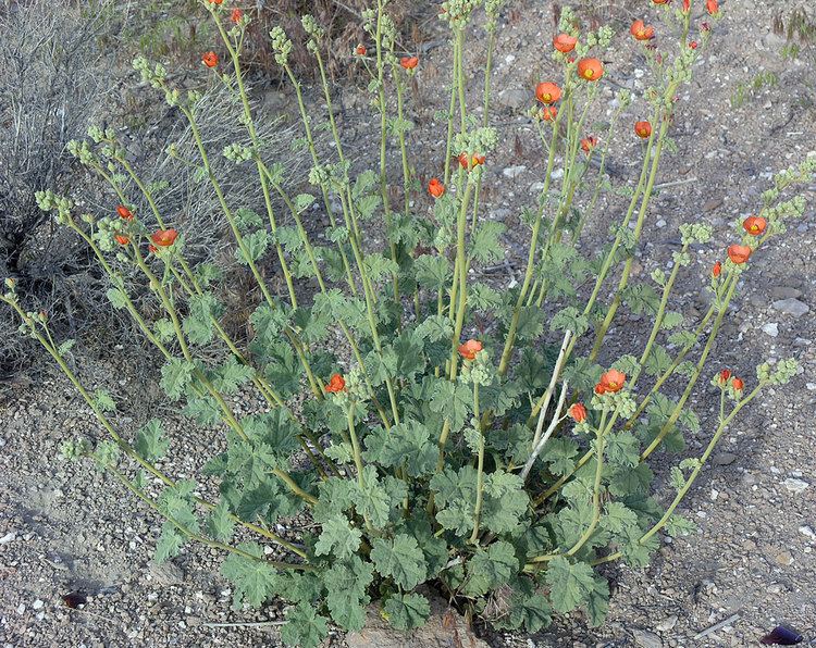 Sphaeralcea ambigua Sphaeralcea