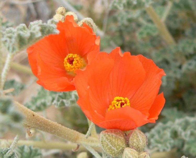 Sphaeralcea ambigua Sphaeralcea ambigua Desert Globemallow Apricot Mallow plant lust