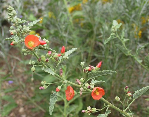 Sphaeralcea WildscapingPlantsSphaeralcea munroana