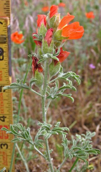 Sphaeralcea Southwest Colorado Wildflowers Sphaeralcea