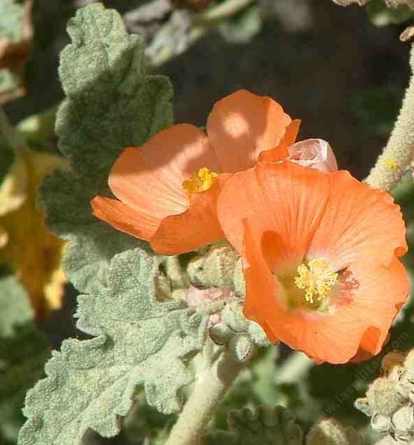 Sphaeralcea Sphaeralcea ambigua Desert Mallow