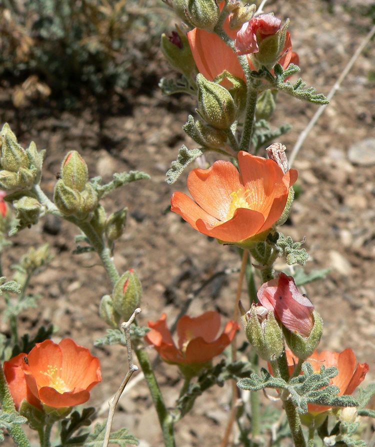 Sphaeralcea grossulariifolia Sphaeralcea grossulariifolia Wikipedia