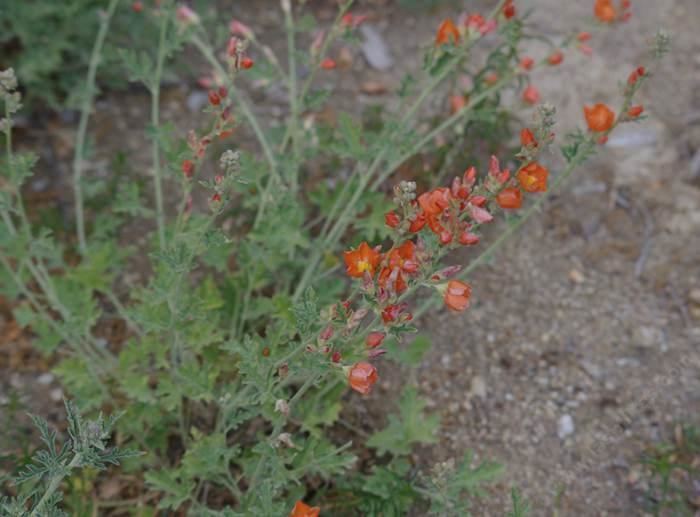 Sphaeralcea grossulariifolia Sphaeralcea grossulariifolia Gooseberry leaf Globemallow