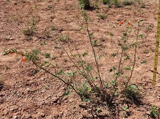 Sphaeralcea grossulariifolia Southwest Colorado Wildflowers Sphaeralcea