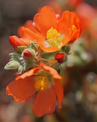 Sphaeralcea grossulariifolia Sphaeralcea grossulariifolia quotGooseberryleaf Globemallowquot Buy