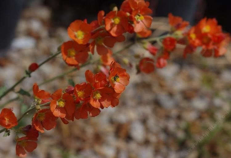 Sphaeralcea munroana Sphaeralcea munroana Flame Checkers