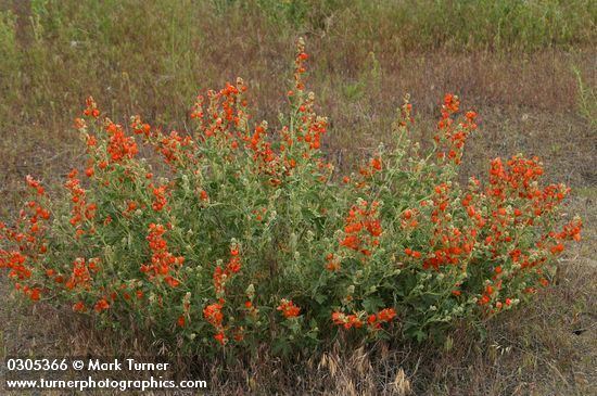 Sphaeralcea munroana Sphaeralcea munroana Orange Munro39s Globemallow Wildflowers of