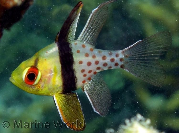Sphaeramia nematoptera Spotted Cardinalfish Sphaeramia nematoptera MarineWorld
