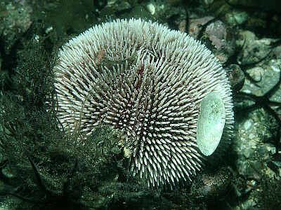 Sphaerechinus granularis Sphaerechinus granularis Marine Life Encyclopedia