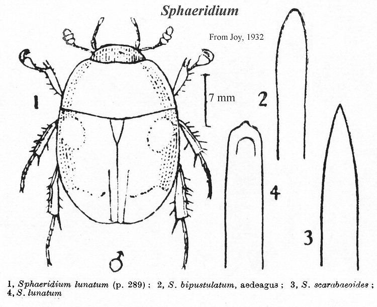 Sphaeridium British insects water beetles Sphaeridium Fabricius