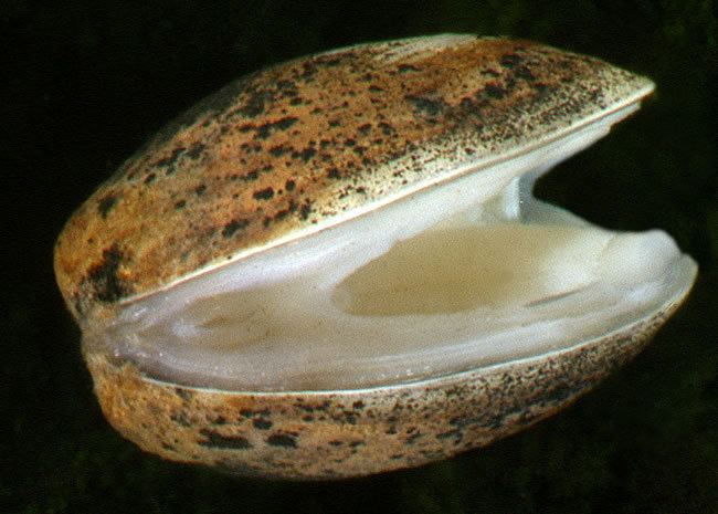 Sphaeriidae Fingernail clams Bivalves Landcare Research