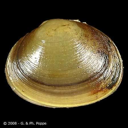 Sphaeriidae SPHAERIIDAE Sphaerium rivicola ID439445 Shell Detail Shell