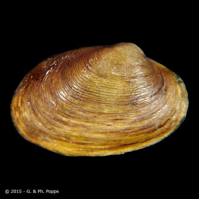 Sphaeriidae SPHAERIIDAE Eupera ferruginea ID813793 Shell Detail Shell