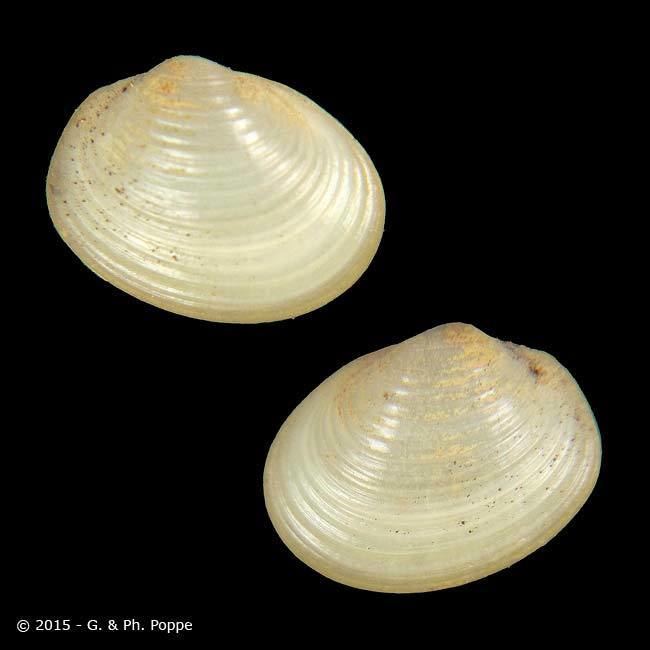 Sphaeriidae SPHAERIIDAE Pisidium amnicum ID729352 Shell Detail Shell