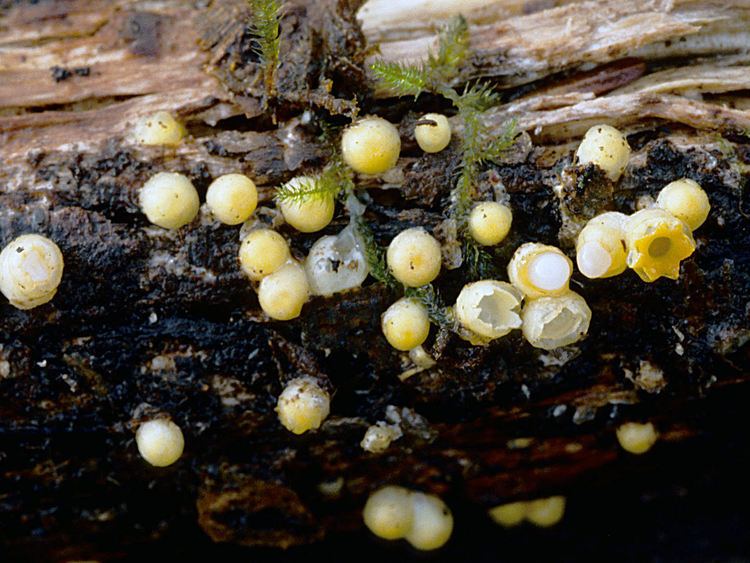 Sphaerobolus Sphaerobolus stellatus Cannon Fungus