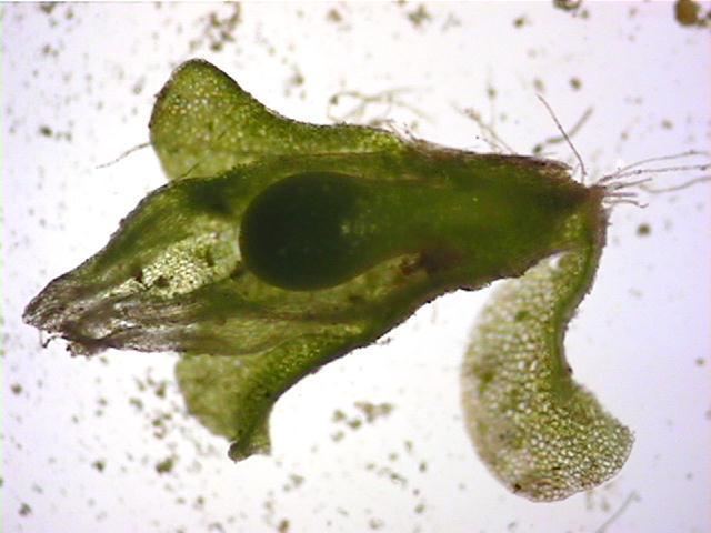 Sphaerocarpales Jungermanniales