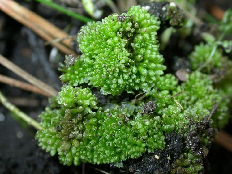 Sphaerocarpos Consortium of North American Bryophyte Herbaria Sphaerocarpos