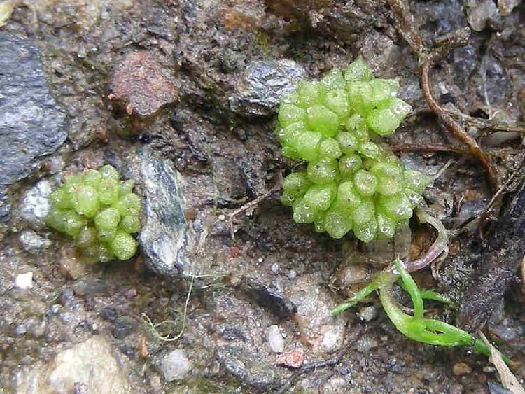 Sphaerocarpos Sphaerocarpos texanus