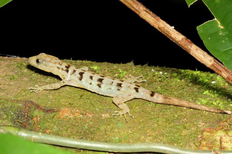 Sphaerodactylidae Collared Forest Gecko Gonatodes concinnatus Sphaerodactylidae