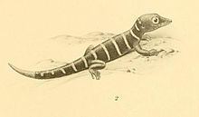 Sphaerodactylus elegantulus httpsuploadwikimediaorgwikipediacommonsthu
