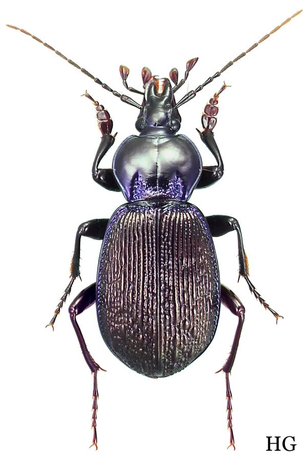 Sphaeroderus carabidaeorgcarabidaeSphaeroderus20stenostomus